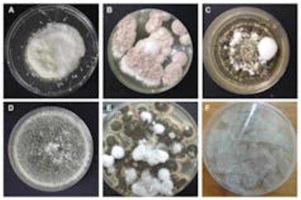 Six Petri dishes are pictured, labeled A through F, each co<em></em>ntaining a different kind of fungus