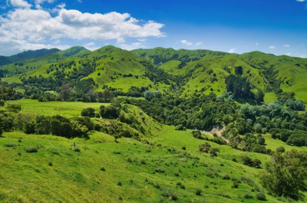 The lush green hills near Gisborne, on the NZ North Island.