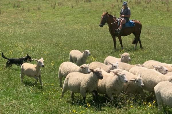 Rounding up the sheep at Waipuru Station, Footrot Flats country.