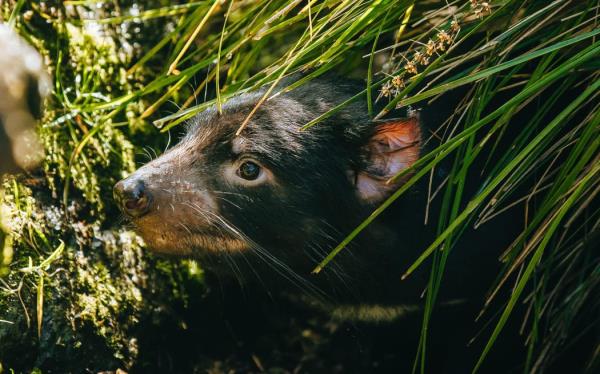 Tasmanian Devils habitat at Auckland Zoo.