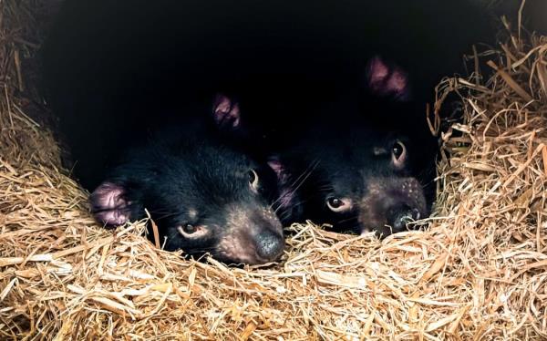 Two new Tasmanian Devils, sisters, have arrived at Auckland Zoo.