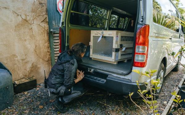 Two new Tasmanian Devils, sisters, have arrived at Auckland Zoo.