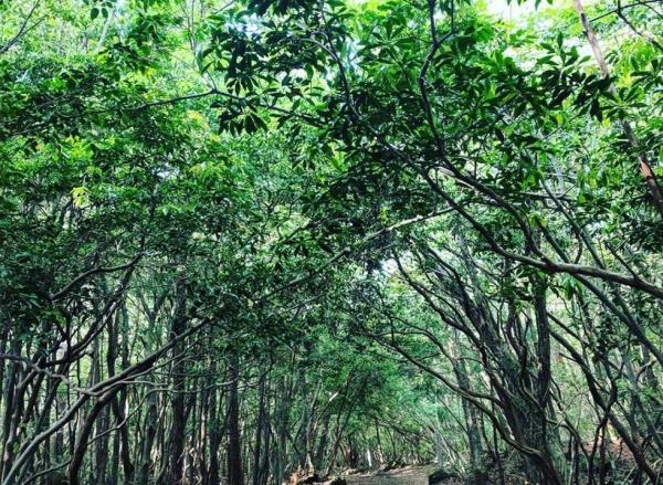 Aokigahara Japan suicide forest