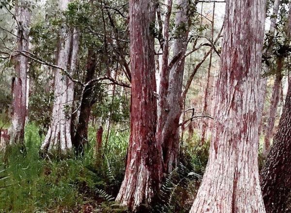 Aokigahara suicide forest