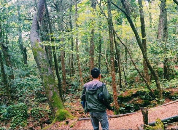 Aokigahara suicide forest